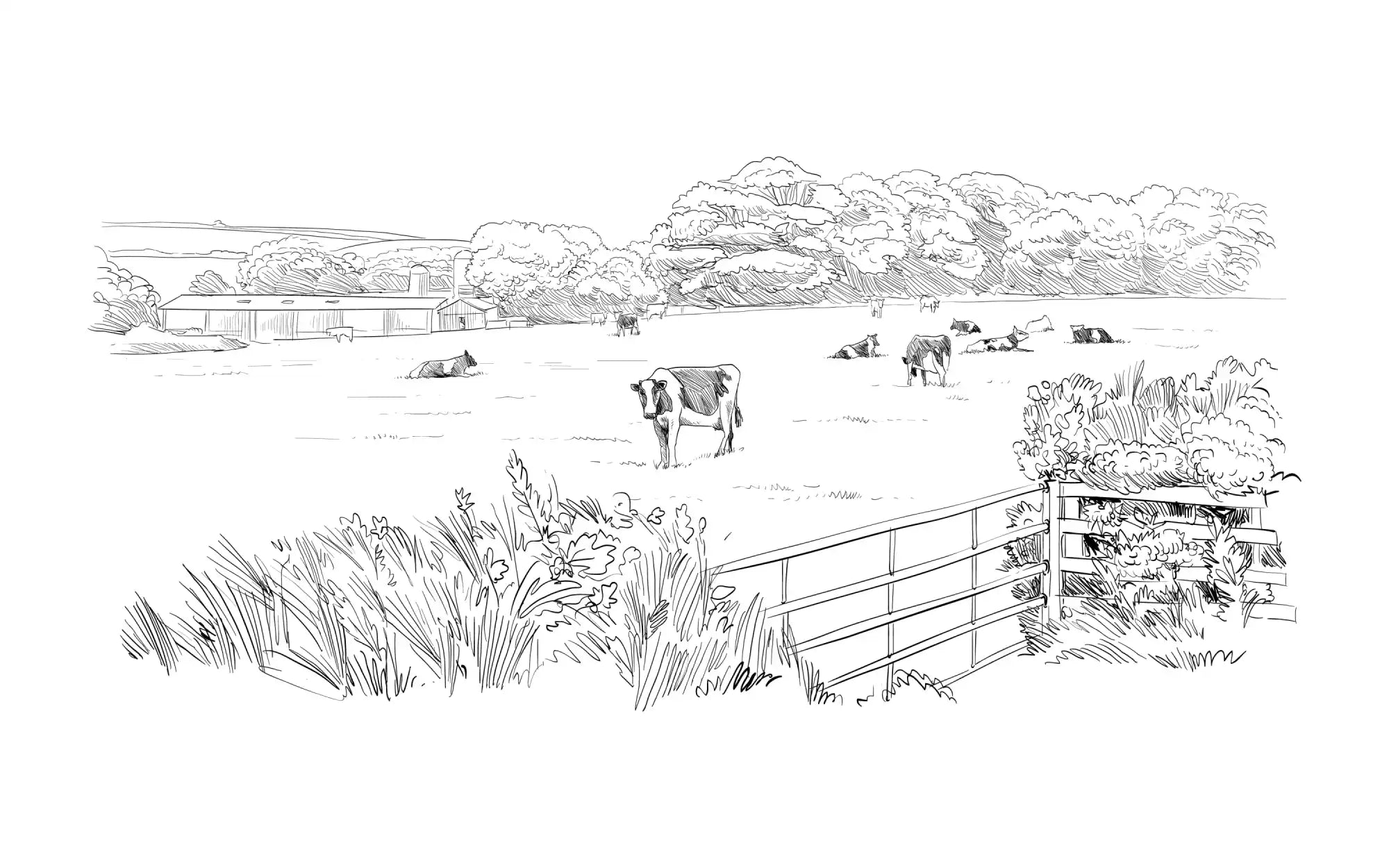 Sketch of a rural countryside scene with grazing cows in a field.